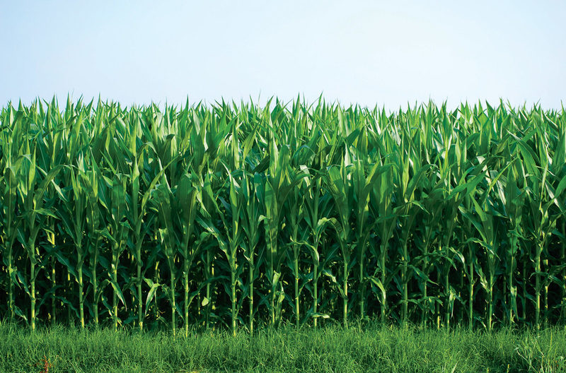 Biofertilizantes para el maíz obtenidos a partir de lodos de depuradora