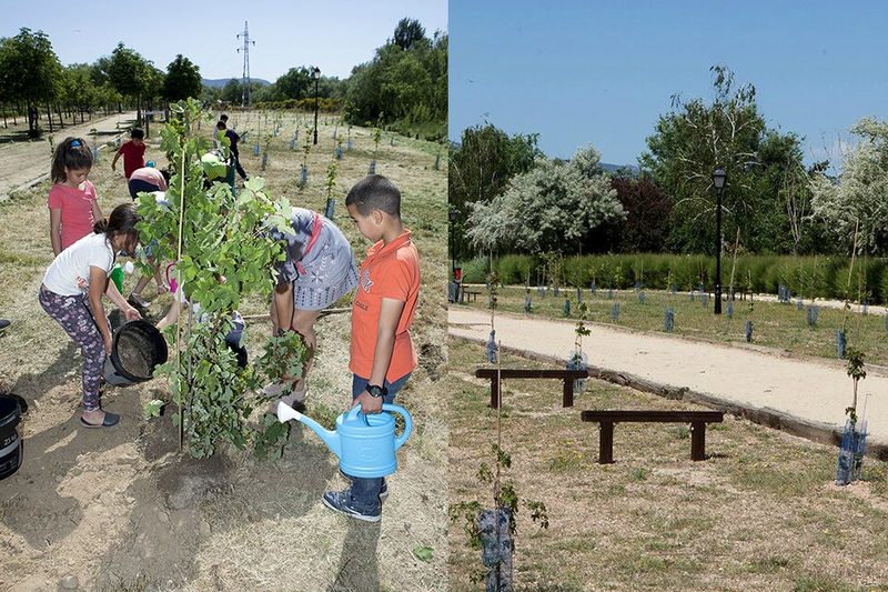 SIGAUS inaugura la plantación de su Sexto Bosque en Collado Villalba