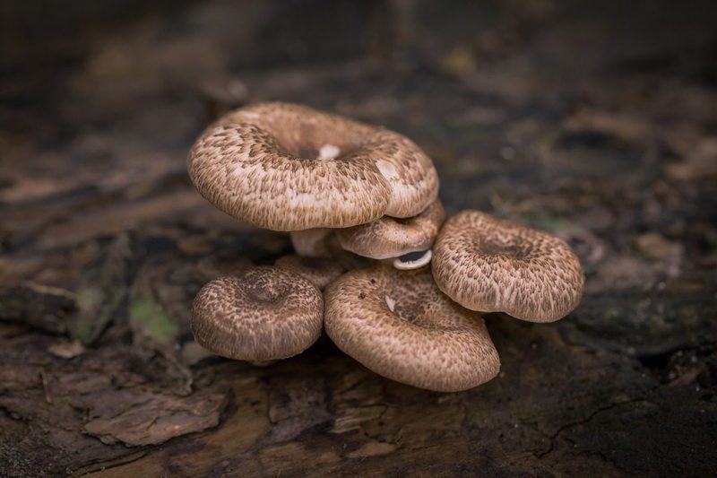 Hongos para evaluar la presencia radiactiva de nuestro entorno