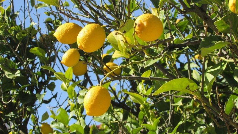 Cítricos para la fabricación de bioplásticos