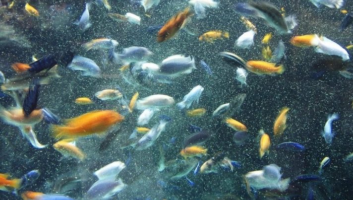 Hallan plástico en el tubo digestivo de peces en el Río de la Plata