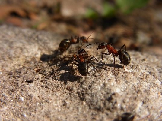 Las hormigas, recicladoras de más de la mitad de los residuos orgánicos en bosques tropicales