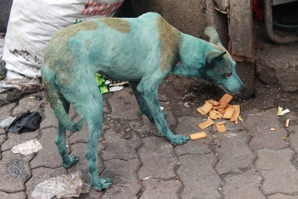 Las aguas fluviales contaminadas tiñen de azul a los perros callejeros en la India