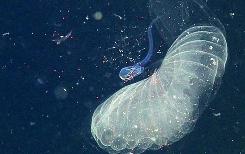 Los larváceos gigantes transmiten la contaminación oceánica al ingerir desechos plásticos