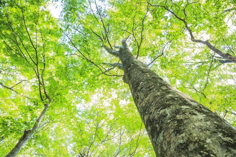 El 75% de los ciudadanos quiere más medidas de la UE para la protección del medio ambiente