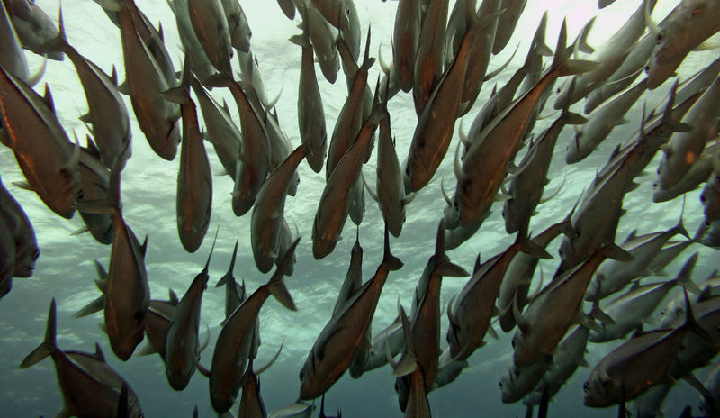  Los residuos plásticos de los océanos causan daño cerebral en los peces