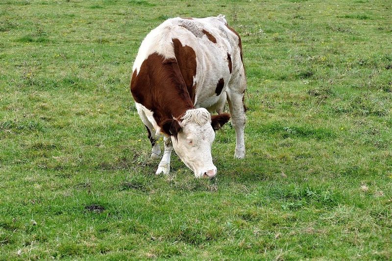 Los animales pueden ingerir demasiado arsénico en áreas de pasto afectas por la minería