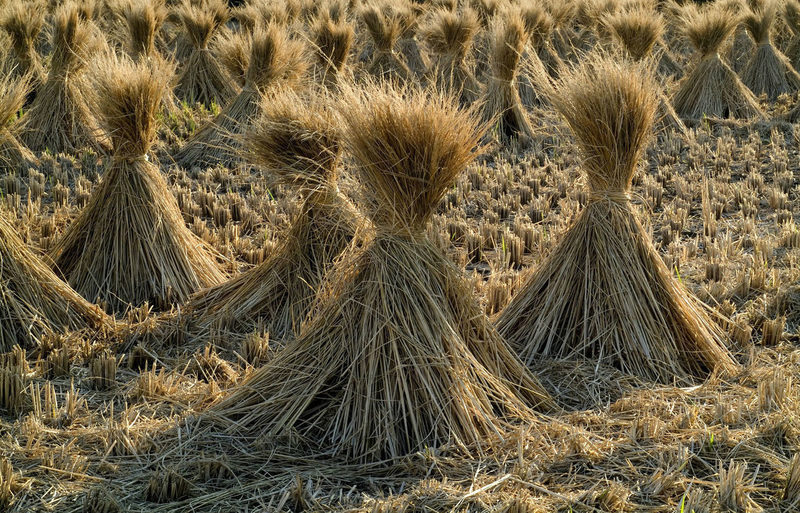 Un proyecto estudia incoprorar bacterias en la paja de arroz y convertirla en cobertura para cultivos frutales