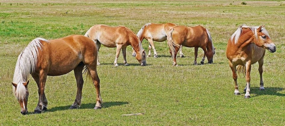 Regulado un modelo circular entre el mercado de la alimentación animal e industria agroalimentaria