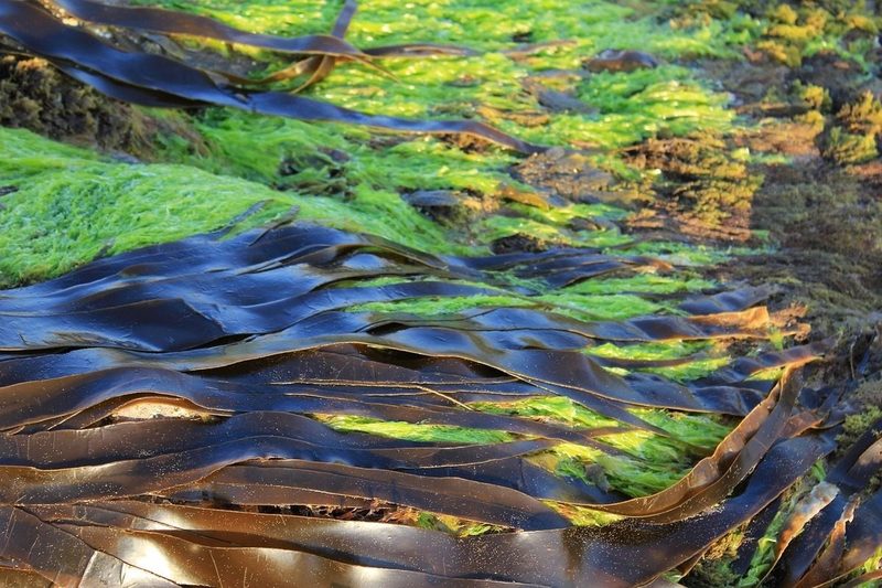 Una empresa española participa en un proyecto europeo de tratamiento de residuos a través del cultivo de microalgas