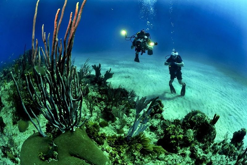 Cataluña impulsa medidas para restaurar el coral y retirar artes de pesca