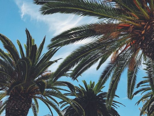 Consiguen vitrificar residuos de biomasa de palmeral y hacerlos aptos como materiales de construcción