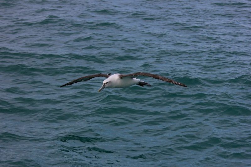 Estrenado en Zaragoza el documental “Albatross”, que alerta del peligro de los residuos plásticos