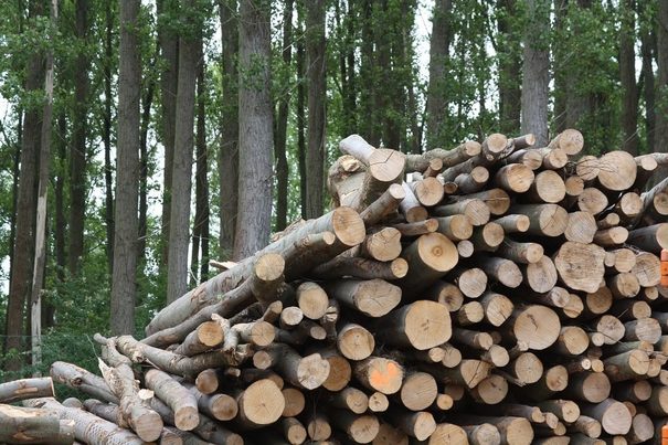 Una apuesta decidida por la biomasa permitiría alcanzar beneficios de más de 2.000 millones para España en 2021