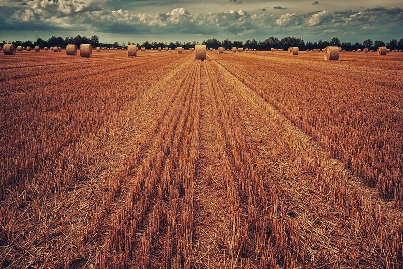 Publicada la normativa para la utilización de lodos tratados para mejorar suelos agrarios en Andalucía