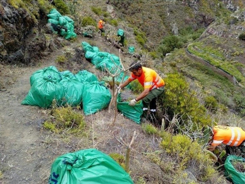 Retiran más de 16.000 kilos de residuos vegetales de especies exóticas invasoras en Tenerife