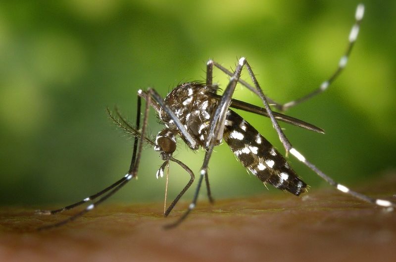 Los mosquitos podrían extender la contaminación de microplásticos a escala global