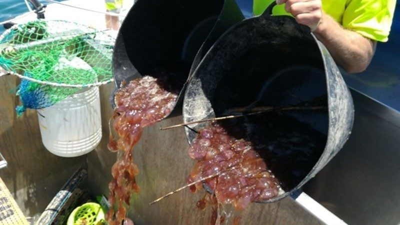 Recogidas 47 toneladas de residuos orgánicos en aguas del litoral de la Axarquía malagueña