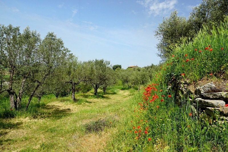 El Clúster de Bioeconomía Circular destaca el potencial de Jaén por su olivar y superficie forestal