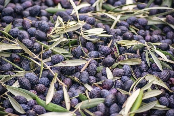 Biomasstep: un proyecto transfronterizo para evaluar la calidad de biomasa de los huesos de aceituna