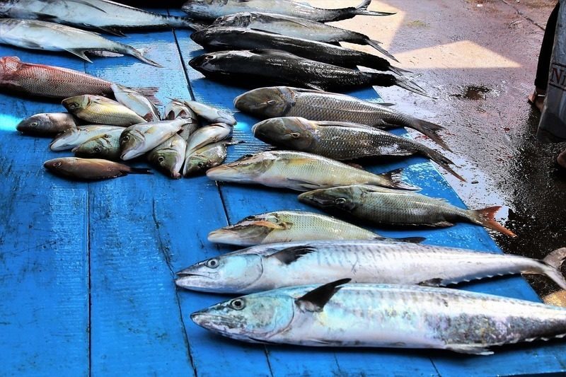 Marineros que también son pescadores de basura