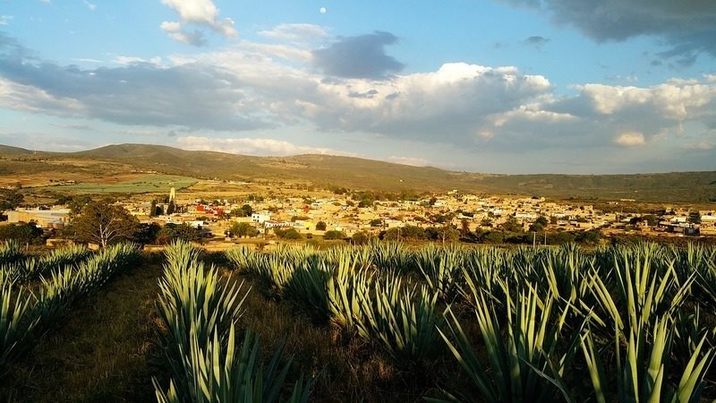 Estudiantes mexicanos convierten residuos de tequila en harina comestible enriquecida
