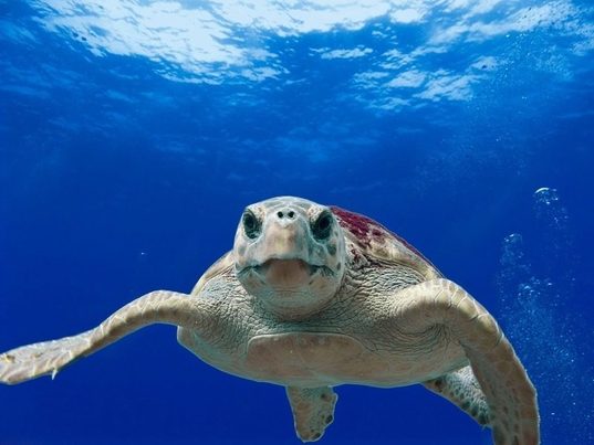 Los residuos plásticos afectan al 60% de las tortugas rescatadas en las costas argentinas