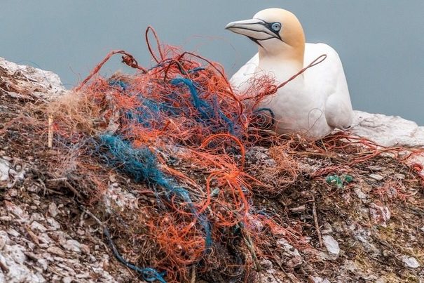 La totalidad de los ecosistemas marinos ya están contaminados con plástico