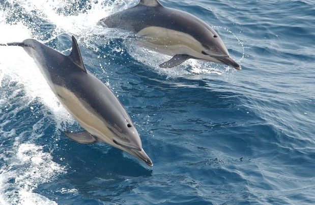 Un estudio detecta elevados niveles de plastificantes en delfines del Mar de Alborán