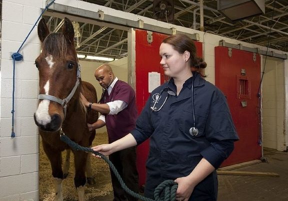 La Agencia Española del Medicamento concede 35 becas de formación en residuos de medicamentos veterinarios