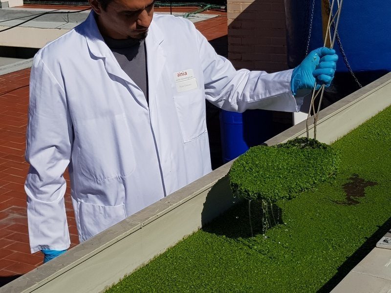 En marcha la primera planta semiindustrial para recuperar nutrientes de purines porcinos con cultivos de lenteja de agua