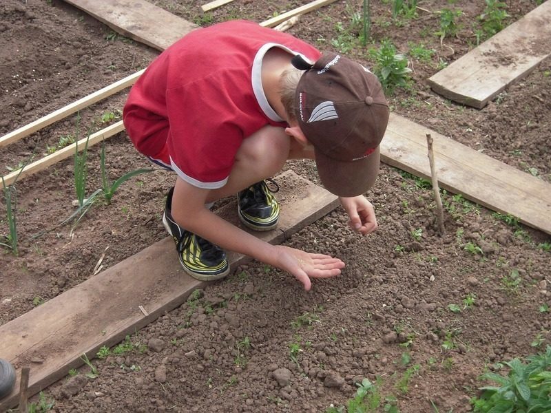 Desarrollo sostenible y sensibilidad medioambiental, contenidos obligatorios en las escuelas si prospera la reforma promovida por el Ministerio de Educación