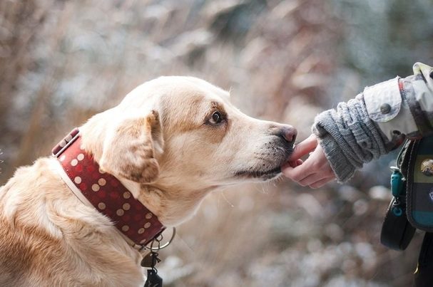 Ceuta multiplicará por diez las multas para los dueños de mascotas que no limpien sus deposiciones