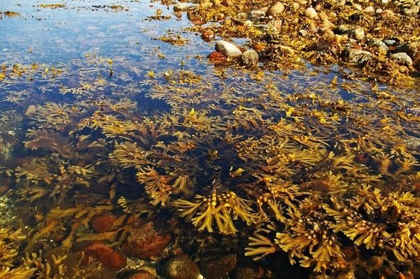 7ª Jornada de Medio Ambiente Marino y Litoral el 31 de enero en Alicante