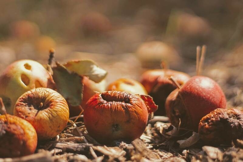 Reducir el desperdicio de alimentos, clave para atajar la emergencia climática tras la pandemia