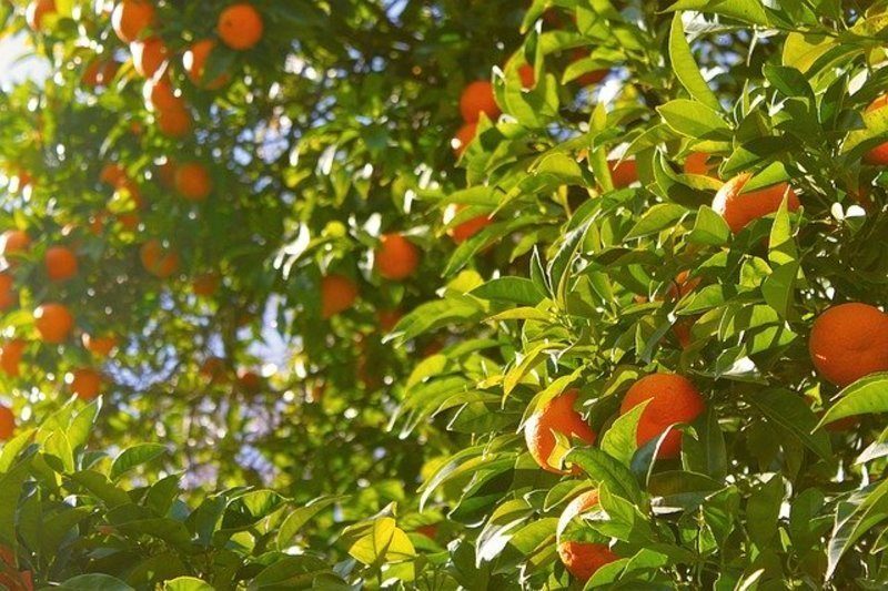 Una empresa andaluza presenta un modelo sostenible de agricultura bioinclusiva