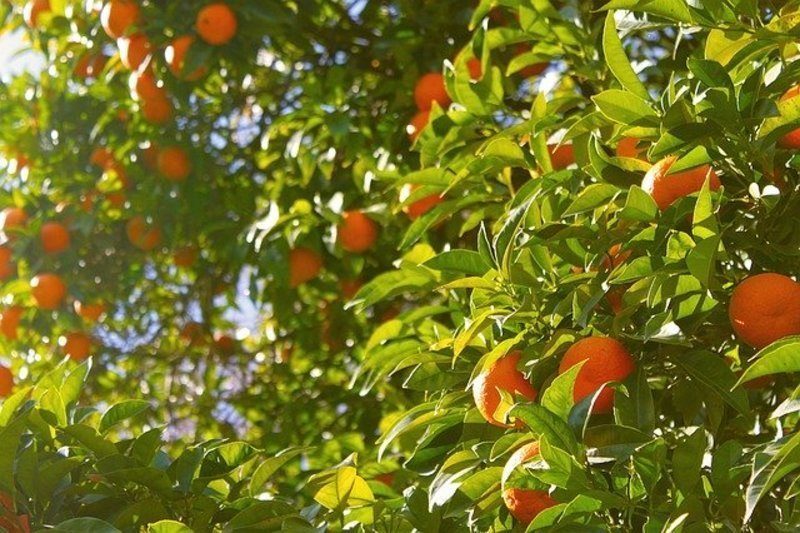 Una empresa andaluza presenta un modelo sostenible de agricultura bioinclusiva