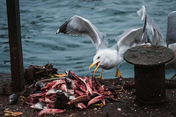 El desperdicio de alimentos es responsable del 15% de las emisiones, según WWF