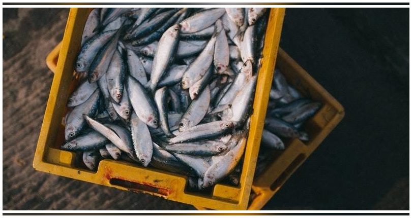 Aumenta el número de capturas procedentes de pesquerías sostenibles en el mundo