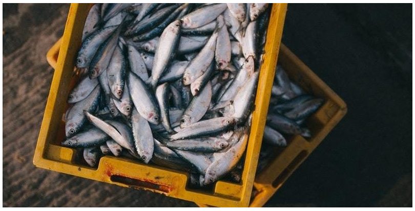 Aumenta el número de capturas procedentes de pesquerías sostenibles en el mundo