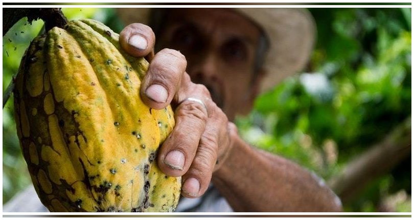 Investigadores españoles obtienen bioplásticos iridiscentes utilizando residuos de algodón y cacao