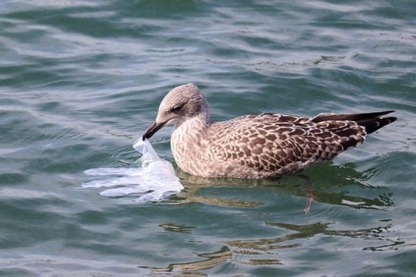 La "sopa de plástico" de mares y océanos, un problema sin solución cercana