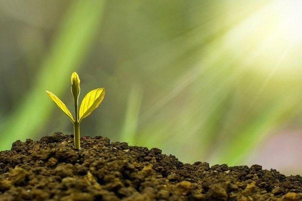La Fundación Biodiversidad aprueba los fondos destinados a la recuperación verde en 2021