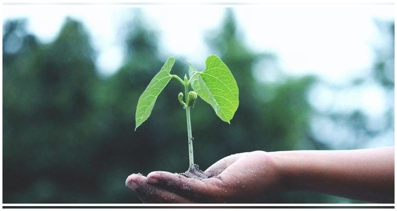 El MITECO quiere dar prioridad a la transición ecológica en una recuperación verde y circular