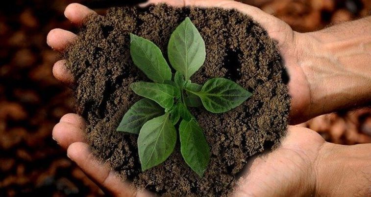 8 tendencias para apostar por un 2021 mucho más verde