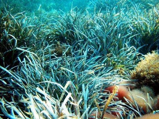 La posidonia puede capturar y expulsar plásticos del océano, según un estudio