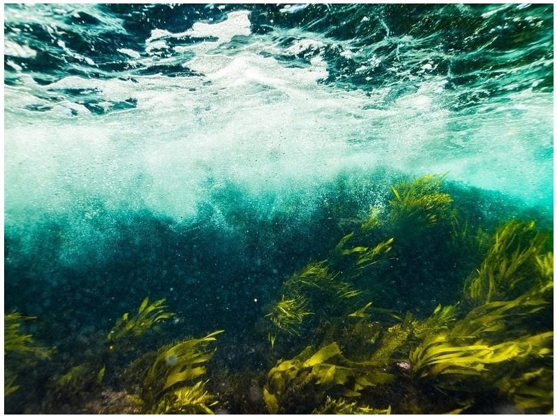 La UE lanza una consulta pública para promover la sostenibilidad en la explotación de algas marinas