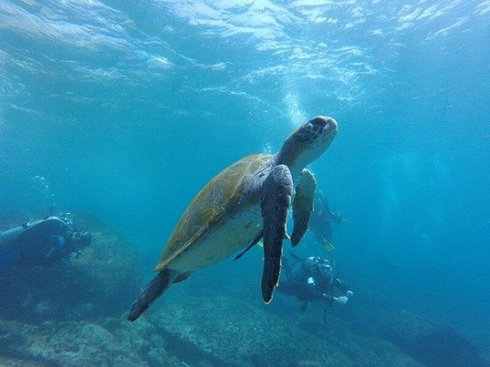 Baleares: Un informe indica que un tercio de las tortugas rescatadas estaban enmalladas en plástico