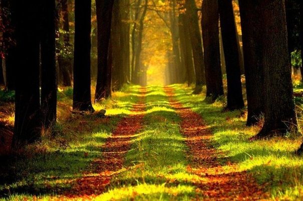 Un informe británico pide incluir la biodiversidad en la medición de la riqueza 