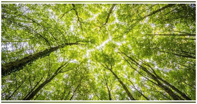 La investigación lo confirma: cuidar la biodiversidad es más rentable económicamente que explotarla